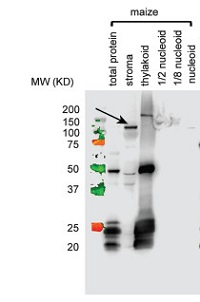 RpoB | RNA polymerase beta subunit (chloroplast) (maize) in the group Antibodies Plant/Algal / DNA/RNA/Cell Cycle / Transcription regulation at Agrisera AB (Antibodies for research) (AS15 2867A)